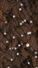 Zebia Sheer Sequin Lace Top - Black